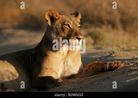 A lioness (Panthera leo) lying down in early morning light, Kalahari desert, South Africa Stock Photo