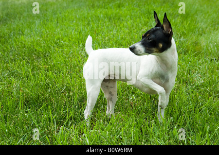 Small black and white dog (toy fox terrier) posed standing in grass.  Ears are perked up; one foot is lifted. Stock Photo