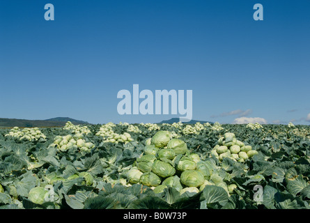 Cabbage field Stock Photo