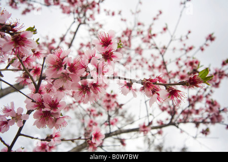 Peach tree (Prunus persica) in bloom, blossoms Stock Photo
