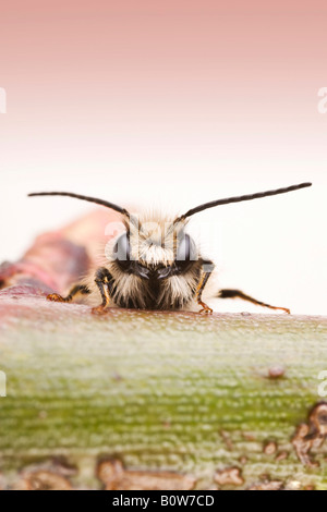 Red Mason bee (Osmia bicornis), male Stock Photo
