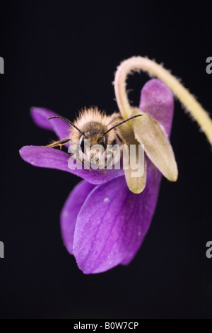 Male Red Mason bee (Osmia bicornis) perched on a Heath Dog-Violet or Dog Violet (Viola canina) Stock Photo