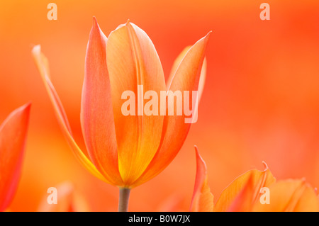 Orange Duc van Tol Tulip (Tulipa greigii hybride) Stock Photo