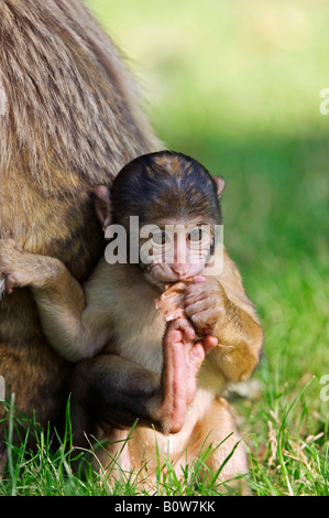 Young Barbary Macaque (Macaca sylvanus) Stock Photo