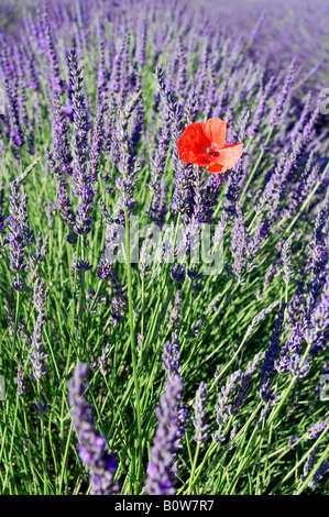 Common Poppy (Papaver rhoeas) and Lavender (Lavendula angustifolia), Provence, Southern France, Europe Stock Photo