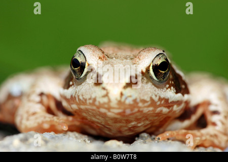 Common European Frog (Rana temporaria) Stock Photo