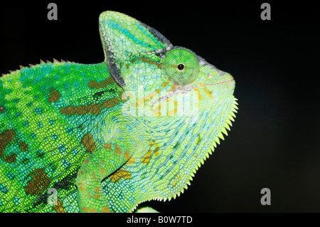 Yemen Chameleon, Cone-headed Chameleon, Veiled Chameleon or Casqued Chameleon (Chamaeleo calyptratus) Stock Photo