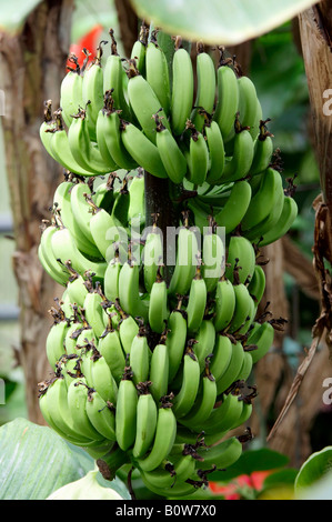 Bananas (Musa paradisiaca), bunch on a tree Stock Photo
