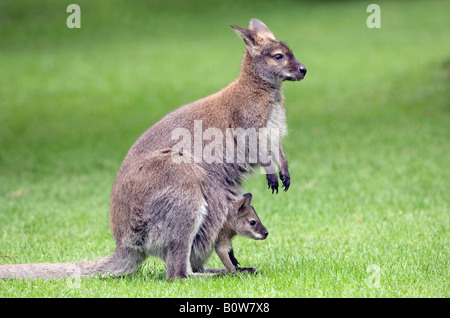 Red-necked Wallaby (Macropus rufogriseus), female with young or joey in pouch Stock Photo