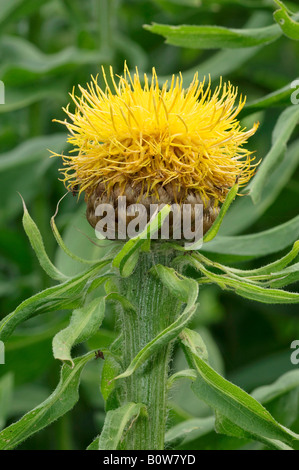 Bighead Knapweed, Great Golden Knapweed or Globe Centaurea (Centaurea macrocephala) Stock Photo