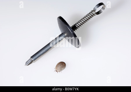 Tick tongs and European Castor Bean Tick or Sheep Tick (Ixodes ricinus), engorged Stock Photo