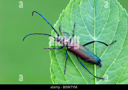 Musk Beetle (Aromia moschata) Stock Photo