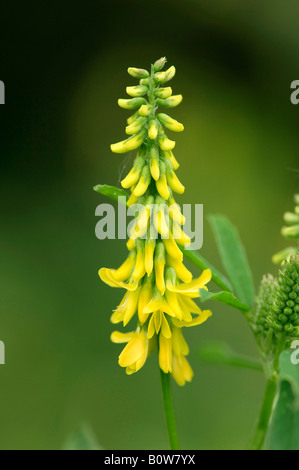 Yellow Sweet Clover (Melilotus officinalis) Stock Photo