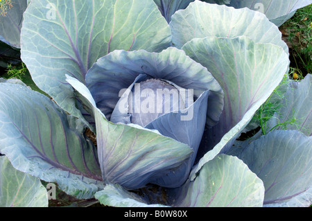 Red Cabbage or Blue Kraut (Brassica oleracea var. rubra) Stock Photo