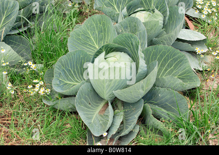 Pointed cabbage for sale on the Filder plane Stock Photo - Alamy