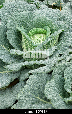 Savoy Cabbage (Brassica oleracea var. sabauda) Stock Photo