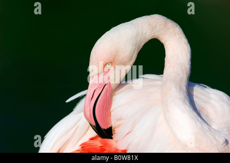 Greater Flamingo (Phoenicopterus ruber roseus) cleaning its plumage Stock Photo