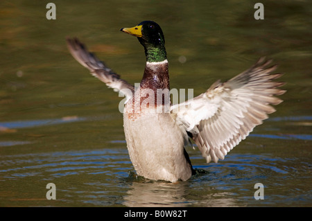 Mallard Duck (Anas platyrhynchos), male, flapping its wings, Erpel, North Rhine-Westphalia, Germany, Europe Stock Photo