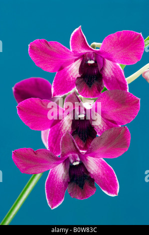 Orchid (Phalaenopsis spec.) blossoms Stock Photo