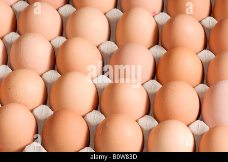 Brown eggs in an egg carton Stock Photo