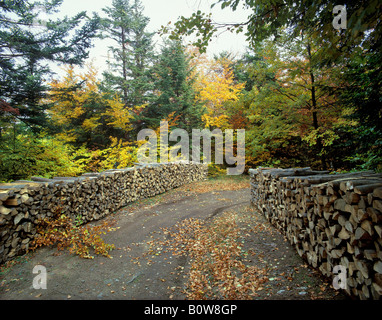 Stacked wood along a forest path, firewood, autumn Stock Photo