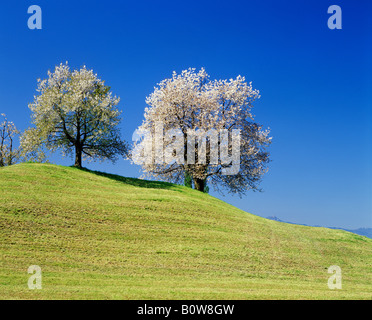 Blossoming apple tree, in bloom, orchard, meadow, spring Stock Photo