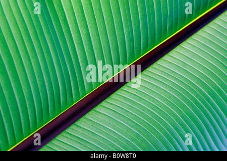 Cavendish or Dwarf Cavendish (Musa cavendishii), detail of banana leaf, Botanical Garden, Baden-Wuerttemberg, Germany, Europe Stock Photo