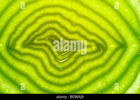 Cross-section of a leek Stock Photo