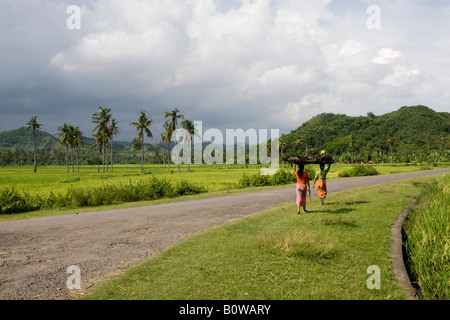 Women wearing colourful clothing carrying rice on their heads and walking past rice fields, paddies near Biraq, Lombok Island, 