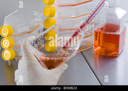 Stem cell research, Max Planck Institute for Molecular Genetics, scientist, cultivation of tumor stem-cells, Berlin, Germany Stock Photo