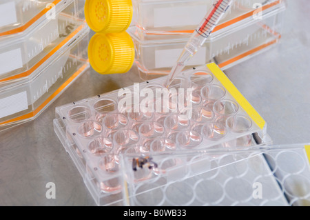Stem cell research, Max Planck Institute for Molecular Genetics, scientist, stem-cell cultures, Berlin, Germany Stock Photo