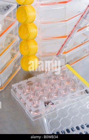 Stem cell research, Max Planck Institute for Molecular Genetics, scientist, stem-cell cultures, Berlin, Germany Stock Photo