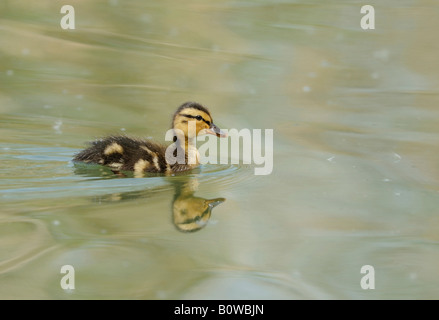 Mallard Duck (Anas platyrhynchos) chick Stock Photo