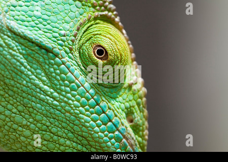 Parson's Chameleon (Calumma parsonii), female, Madagascar, Africa Stock Photo