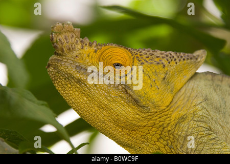 Parson's Chameleon (Calumma parsonii), male, Madagascar, Africa Stock Photo