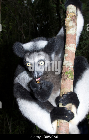 Indri or Babakoto (Indri indri), Madagascar, Africa Stock Photo