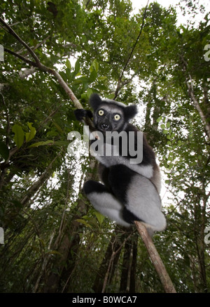 Indri or Babakoto (Indri indri), Madagascar, Africa Stock Photo
