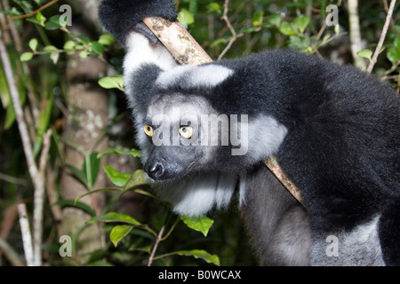 Indri or Babakoto (Indri indri), Madagascar, Africa Stock Photo