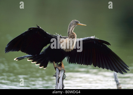 Anhinga, Snakebird or Darter (Anhinga anhinga) drying its feathers, Florida, USA Stock Photo