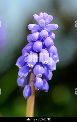 Common Grape Hyacinth (Muscari botryoides) blossoms Stock Photo
