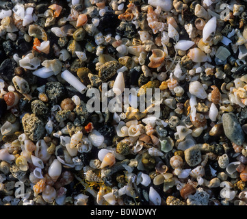 Various shells, seashells on a beach Stock Photo