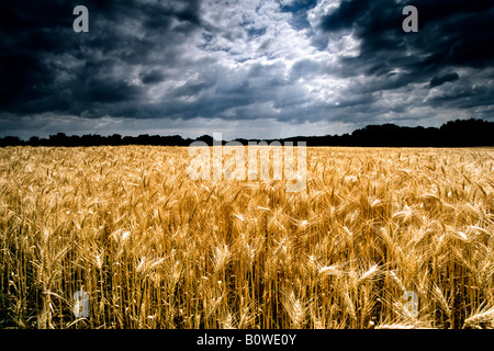 Wheat field ripe for harvest, grain field, dramatic clouds, thunderclouds Stock Photo