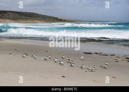 Greater Crested Terns or Swift Terns (Sterna bergii) at Horrocks Beach, Western Australia, Australia Stock Photo