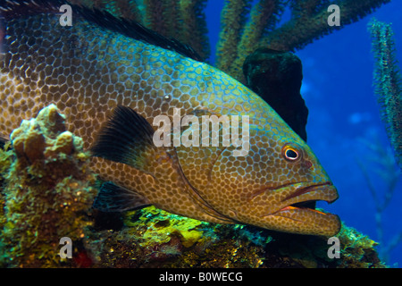 Tiger Grouper (Mycteroperca tigris), Roatan, Honduras, Caribbean Stock Photo