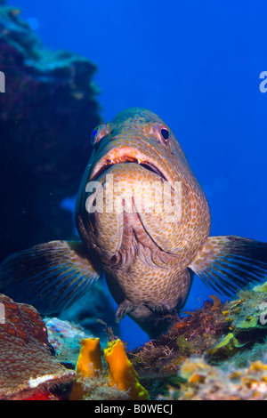 Tiger Grouper (Mycteroperca tigris), Roatan, Honduras, Caribbean Stock Photo