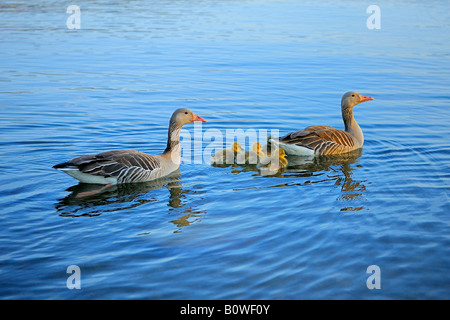 Greylag Goose (Anser anser) family, goslings Stock Photo