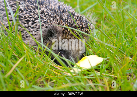 West European Hedgehog (Erinaceus europaeus) hiding in the grass Stock Photo