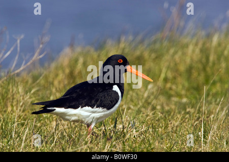 Eurasian - or Common Pied Oystercatcher (Haematopus ostralegus) Stock Photo