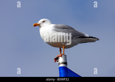 Herring Gull (Larus argentatus) perched on a flagpole Stock Photo