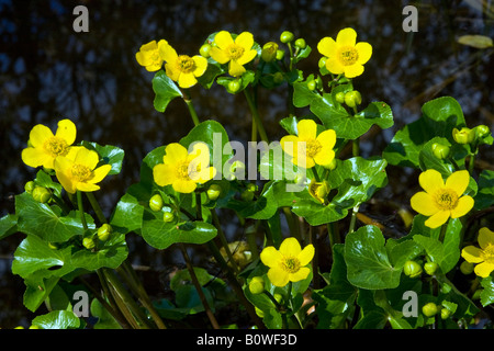 Flowering Kingcups or Marsh Marigolds (Caltha palustris) Stock Photo